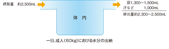 一日、成人（60kg）における水分の出納